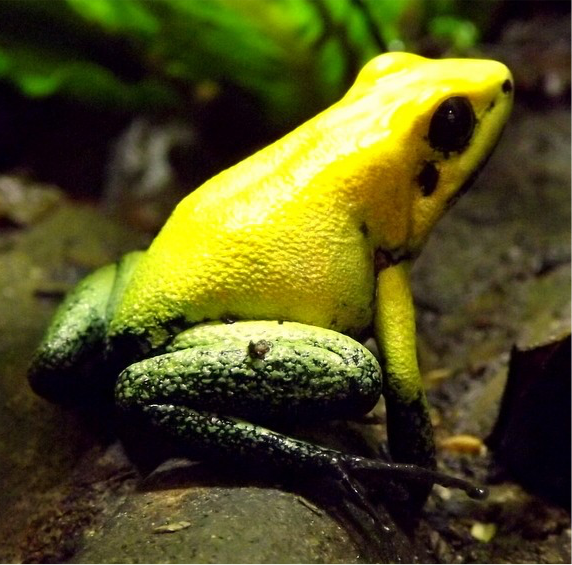 Black Legged Dart Frog Long Beaded Dangle Earrings